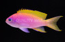 Bimaculatus Anthias