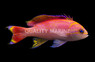 Bimaculatus Anthias, Male