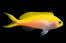 Bartlett's Anthias