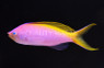 Bartlett's Anthias