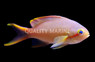 Hutchi Anthias