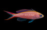 Princess Anthias