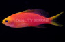 Yellowtail Anthias, Female
