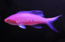 Amethyst Anthias