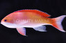 Red Fairy Anthias