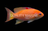 Orangebar Anthias :: 11055
