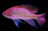 Stocky Anthias, Male