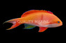 Red Bar Anthias