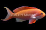 Red Bar Anthias