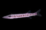 Great Barracuda, Juvenile