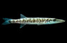 Great Barracuda, Juvenile