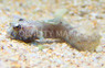 Eyelash Blenny :: 12508