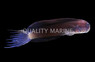 Black Comb Tooth Blenny