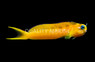 Midas Blenny