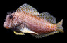 Red Leopard Sailfin Blenny