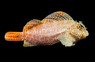 Red Leopard Sailfin Blenny