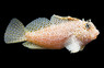 Red Leopard Sailfin Blenny