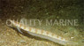 Filamented Sand Diver Eel