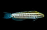 Striped Blenny