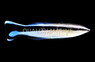 False Cleanerfish