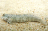 Lumphead Rockskipper Blenny :: 12542