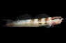 Twinspot Bimaculatus Blenny