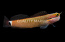Tailspot Blenny