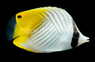 Threadfin Butterflyfish