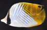 Threadfin Butterflyfish