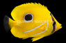 Bennett's Butterflyfish
