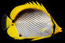 Blackback Butterflyfish