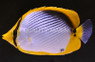 Blackback Butterflyfish