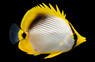 Blackback Butterflyfish