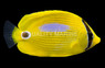 Blueblotch Butterflyfish