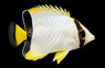 Chevron Butterflyfish