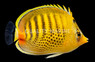 Spotband Butterflyfish