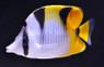 Falcula Butterflyfish