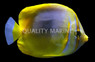 Golden Butterflyfish
