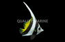 Black & White Heniochus Butterflyfish