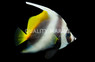 Masked Bannerfish