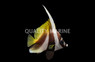 Masked Bannerfish