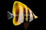 Hi Fin Coradion Butterflyfish