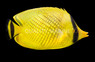 Latticed Butterflyfish