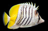 Mertensii Butterflyfish