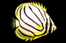 Scrawled Butterflyfish