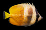 Sunburst Butterflyfish