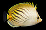 Pelewensis Butterflyfish