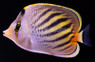 Pelewensis Butterflyfish