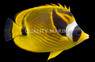 Raccoon Butterflyfish