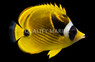 Raccoon Butterflyfish